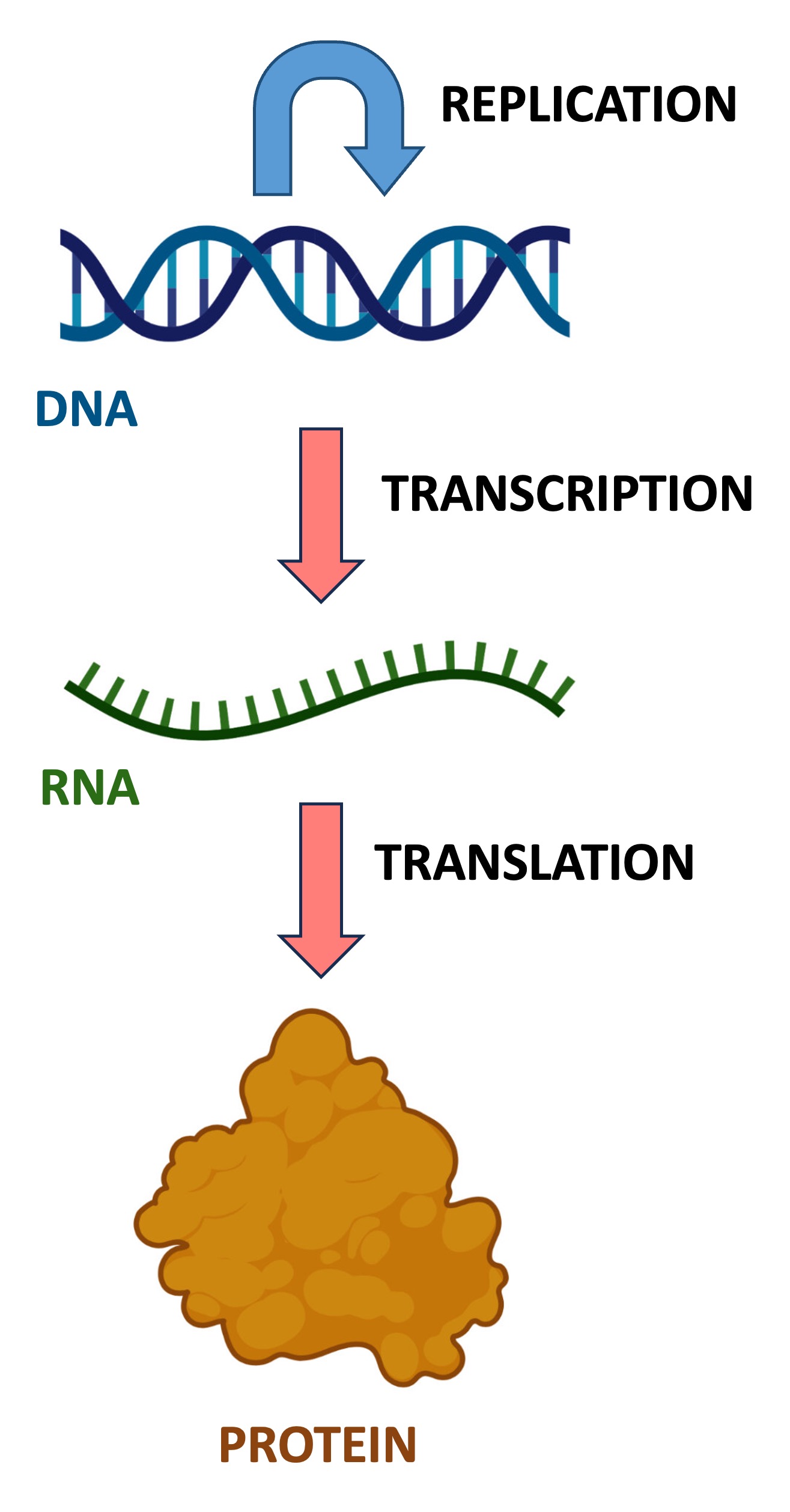 Protein Synthesis